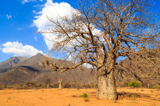 Baobab trees in a valley in Tanzania