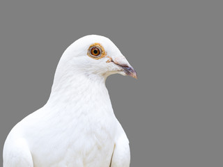 white dove bird isolated on 50 percent gray