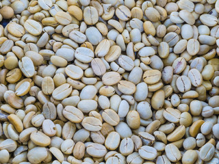 raw coffee bean
