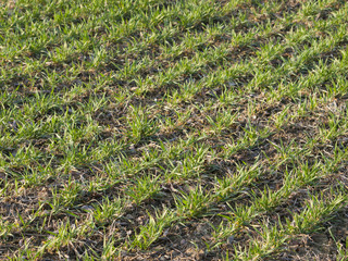 Field with young green grain
