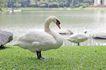 Goose in lake park