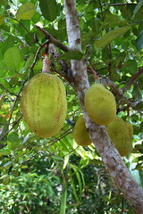 breadfruit tree