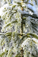 Christmas tree branch in the snow