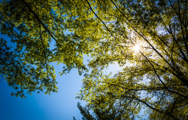 The sun shining through trees at Monticello, Virginia.