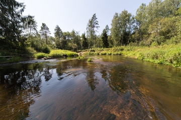 mountain river in summer surrounded by forest