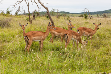 Impala Antilopen