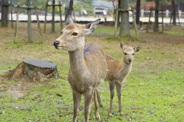 Naklejka na ściany i meble Deers in Nara park
