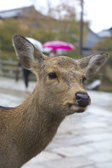 Deer portrait