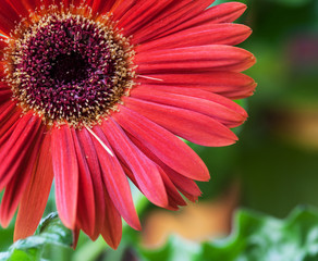 красная гербера