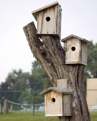 Three Bird Houses