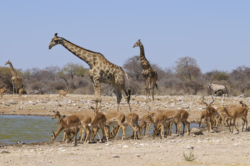 Fototapeta na wymiar Giraffe mit Impalaherde, am Wasserloch, Etoscha, Namibia, Afrika