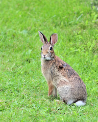 Cottontail Rabbit