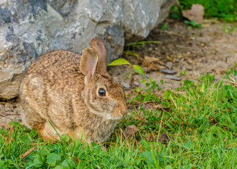 Cottontail Rabbit