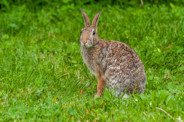 Cottontail Rabbit