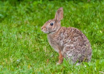 Cottontail Rabbit