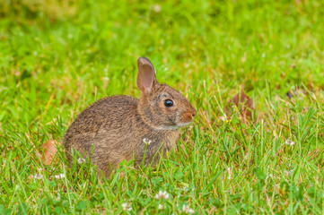 Cottontail Rabbit