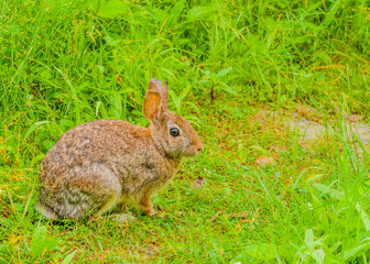 Cottontail Rabbit