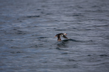 Puffin in flight