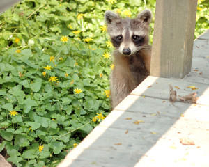 Raccoon