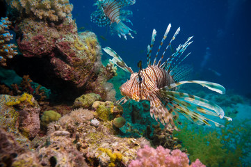 Naklejka na ściany i meble Lionfish on the coral reef underwater