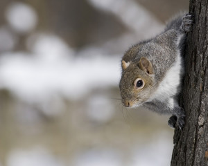 Gray Squirrel (Sciurus carolinensis)
