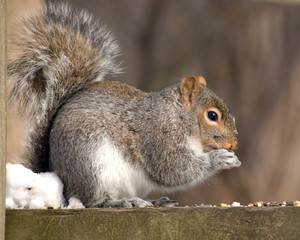 Gray Squirrel