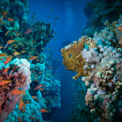 Naklejka na ściany i meble Tropical Anthias fish with net fire corals