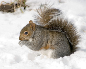 Gray Squirrel