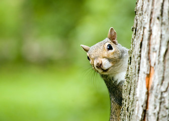 Gray Squirrel