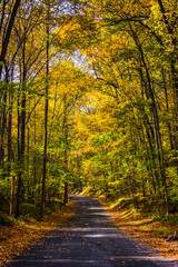 Fototapeta na wymiar Autumn color along a country road in rural Baltimore County, Mar