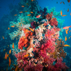 Fototapeta na wymiar Vibrant pink soft coral (Dendronephthya hemprichi)