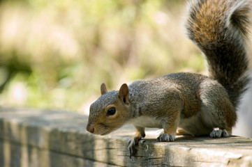 Obraz premium Gray Squirrel