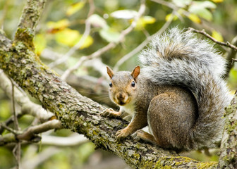 Gray Squirrel