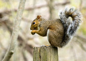 Obraz premium Gray Squirrel