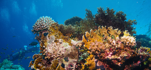 Tropical Anthias fish with net fire corals