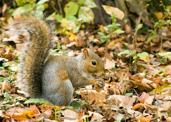 Gray Squirrel