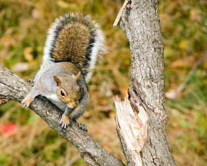 Gray Squirrel