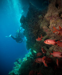 Naklejka na ściany i meble Vibrant red soft coral (Dendronephthya hemprichi)