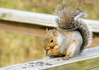 Gray Squirrel