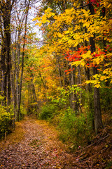 Autumn colors along a trail in Nixon Park, near York, Pennsylvan