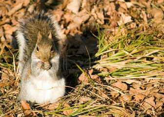 Gray Squirrel