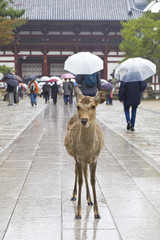 Naklejka premium Deers in crowded Nara park