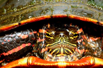 Painted Turtle Head