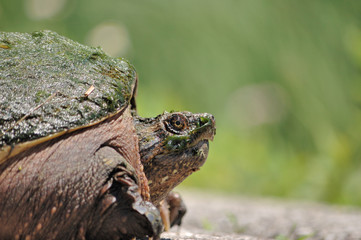 Snapping Turtle.