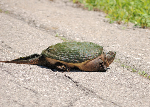 Snapping Turtle.