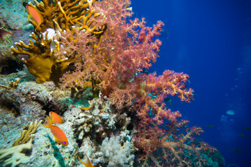 Fototapeta na wymiar Soft coral (Dendronephthya sp.)