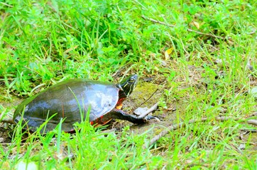 Painted Turtle