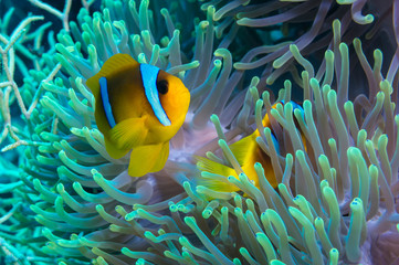 Fototapeta na wymiar Clownfish and anemone on a tropical coral reef