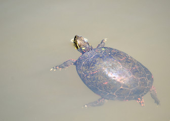 Painted Turtle