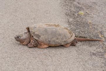 Snapping Turtle.